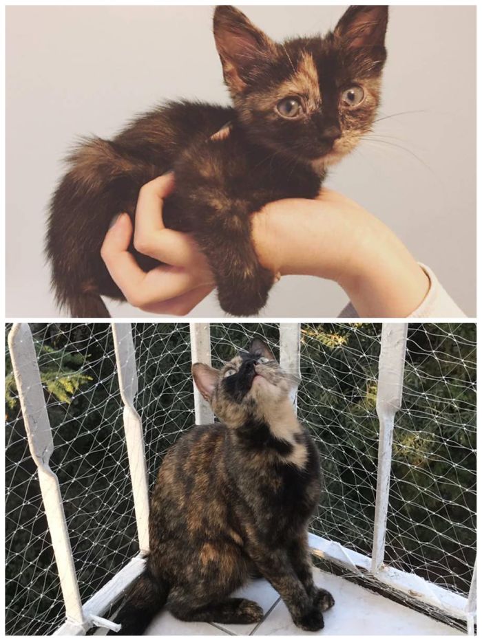 When I First Found Her & Sick, Alone, Mother Died / She Is Now At Her New Home & Happy, Loved