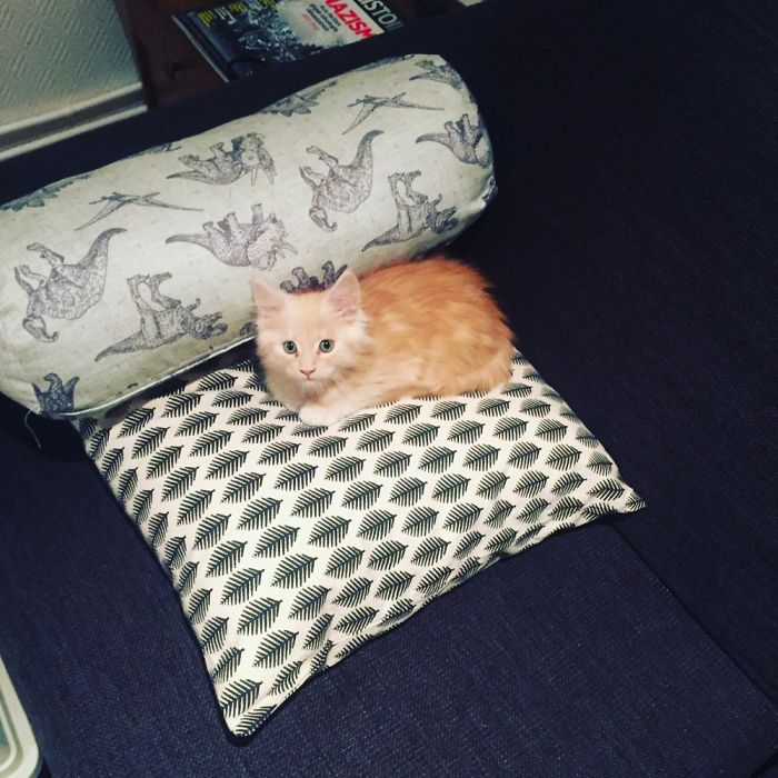 Elliot, The Day He Was Adopted And One Year Later