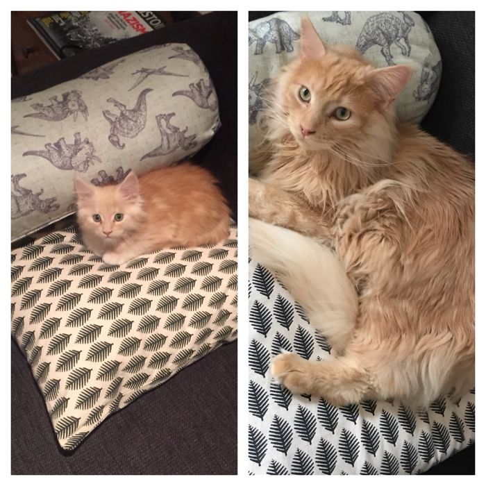 Elliot, The Day He Was Adopted And One Year Later.