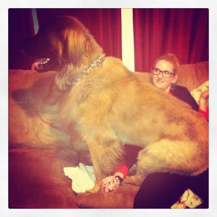 My Moosie. Still A Little Guy At Heart Even Though He's 160lbs.