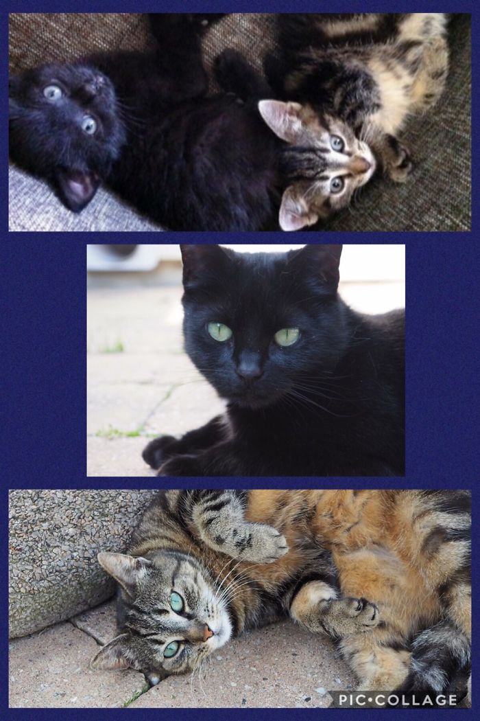 2 Sisters Pixel And Doerak... Few Weeks Old And 7 Years Old!