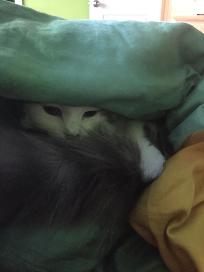 She Just Kinda... Made Herself At Home Here...