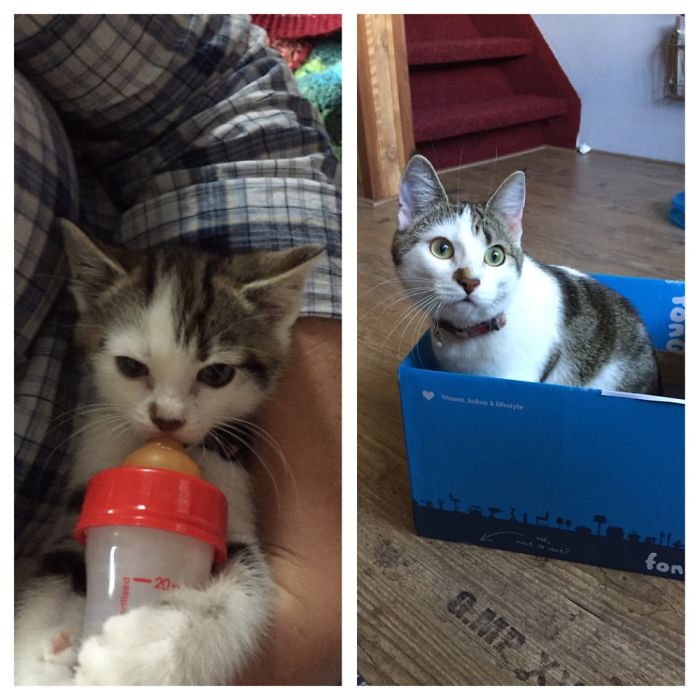 Our Baby Turned Into A Real Cat