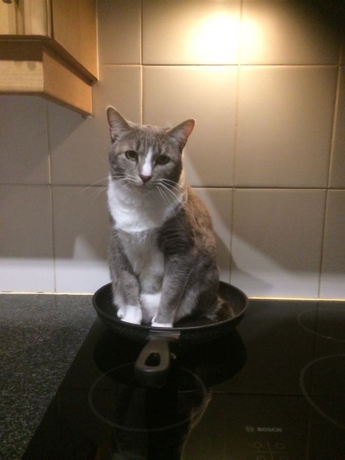 If I Fits, I Sits 😻