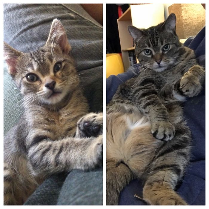 My Handsome Fella. A Bit Of An Ox To Be Sure...