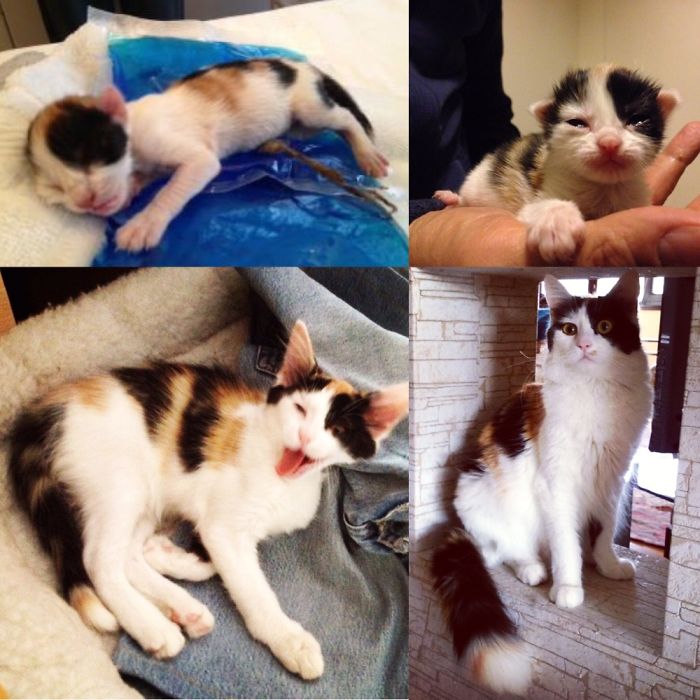 5 Years Ago Misha's Mom Abandoned Her. When I Found Her She Wasn't Breathing & Stone Cold...