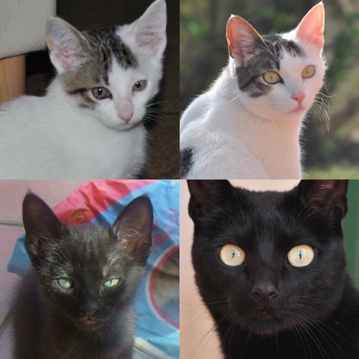 Ou Two Baby Brothers That Are Never Apart