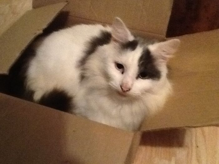 This Is My Now Dead Kitty.. :(. But You Have To Say This Is Cute... #firstboredpandapost