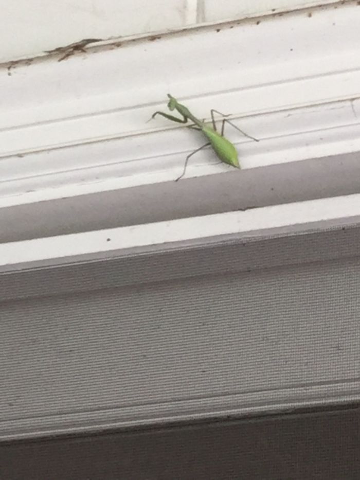 I Rescued A Gigantic Praying Mangis I Rescued A Gigantic Praying Mangis