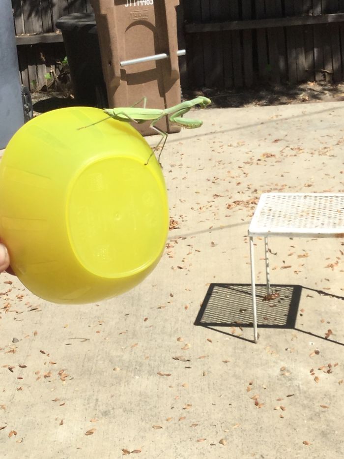 I Rescued A Gigantic Praying Mangis