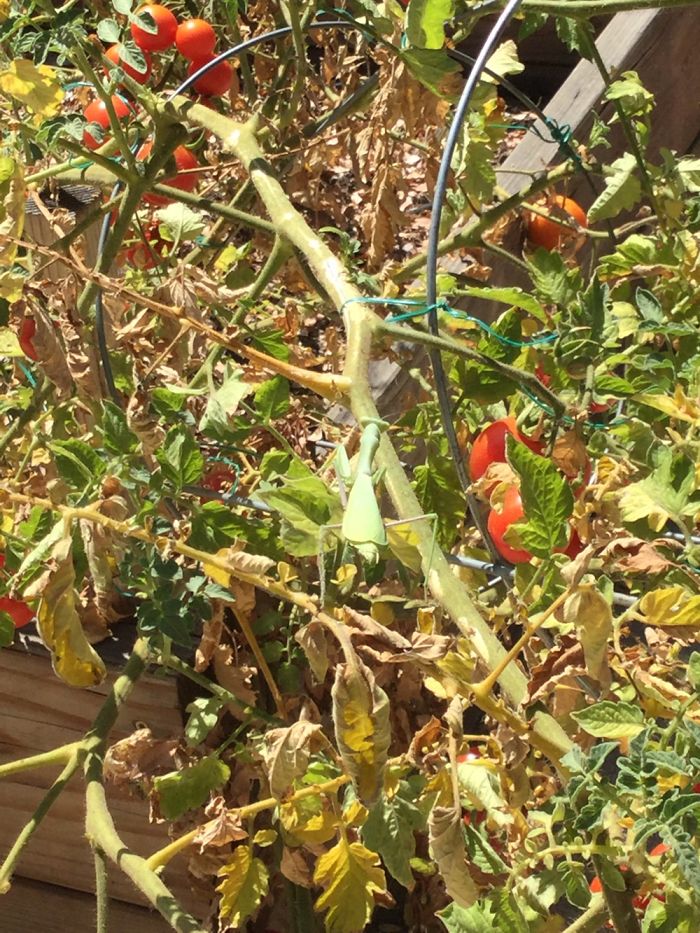 I Rescued A Gigantic Praying Mangis I Rescued A Gigantic Praying Mangis