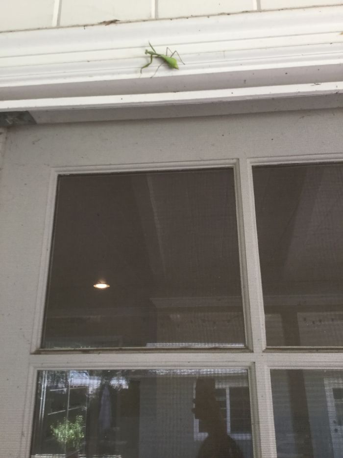 I Rescued A Gigantic Praying Mangis