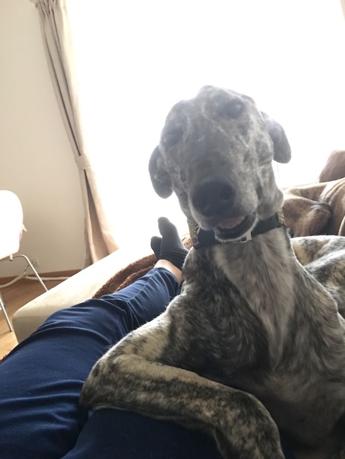 Sooo He's My Lapdog And Psychiatrist At Once, As It Seems.