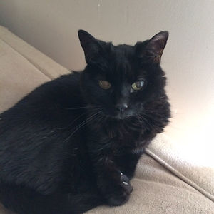 redcrafter026 avatar