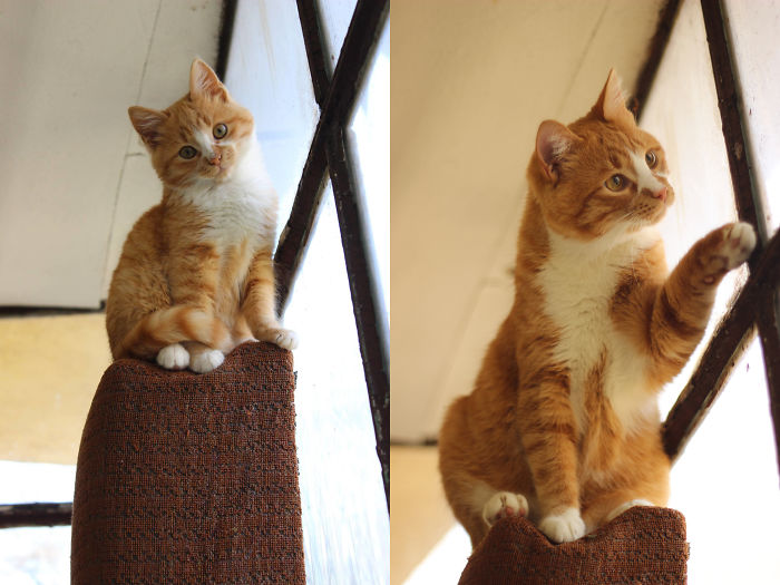 My Gorgeous Cat Misho