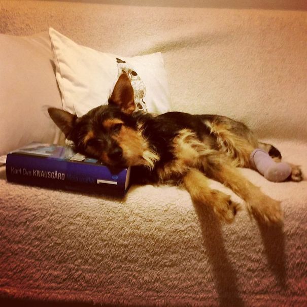 Couple Spots Someone Peaking Their Head Out From Ditch, Finds Dog With Broken Legs Inside