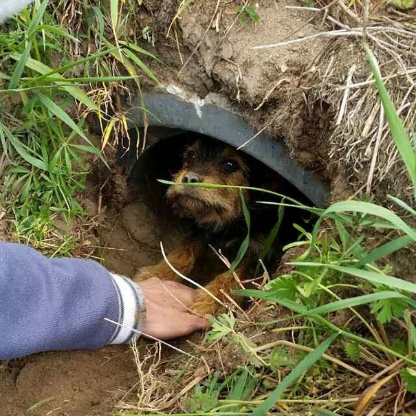 Couple Spots Someone Peaking Their Head Out From Ditch, Finds Dog With Broken Legs Inside Couple Spots Someone Peaking Their Head Out From Ditch, Finds Dog With Broken Legs Inside