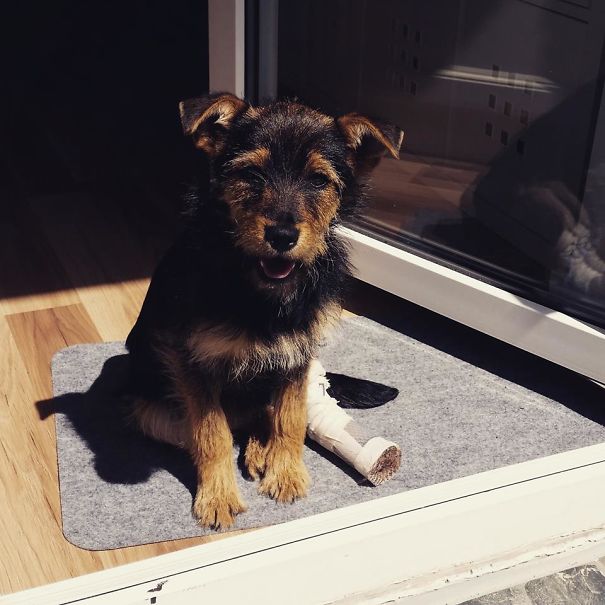 Couple Spots Someone Peaking Their Head Out From Ditch, Finds Dog With Broken Legs Inside Couple Spots Someone Peaking Their Head Out From Ditch, Finds Dog With Broken Legs Inside