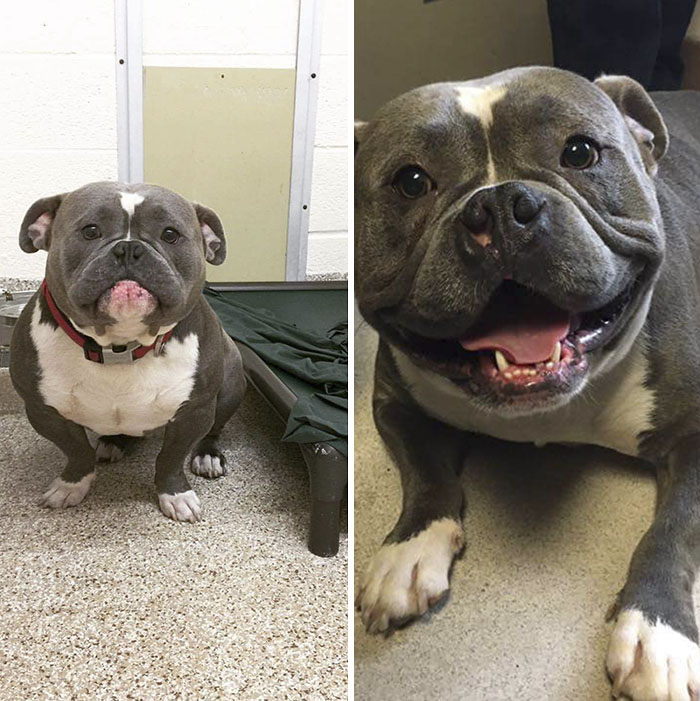 Internet Just Found Home For This Sad Shelter Dog, And His Before & After Pics Will Make Your Day Internet Just Found Home For This Sad Shelter Dog, And His Before & After Pics Will Make Your Day