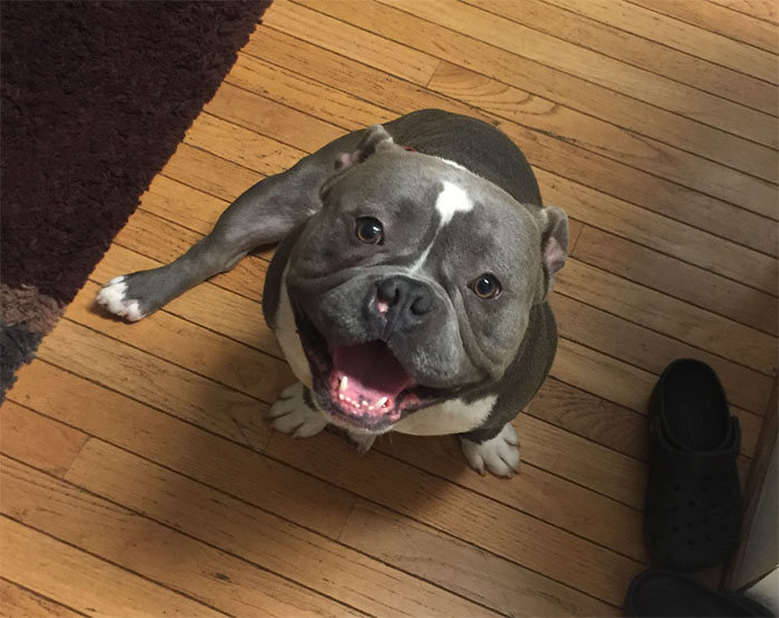 Internet Just Found Home For This Sad Shelter Dog, And His Before & After Pics Will Make Your Day Internet Just Found Home For This Sad Shelter Dog, And His Before & After Pics Will Make Your Day