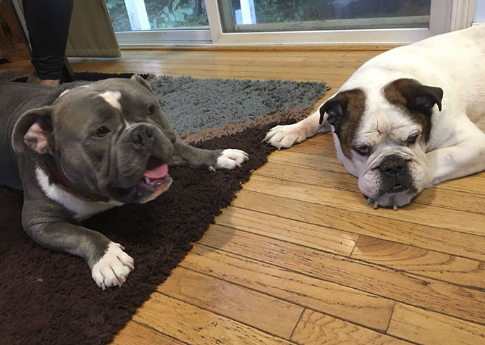 Internet Just Found Home For This Sad Shelter Dog, And His Before & After Pics Will Make Your Day Internet Just Found Home For This Sad Shelter Dog, And His Before & After Pics Will Make Your Day