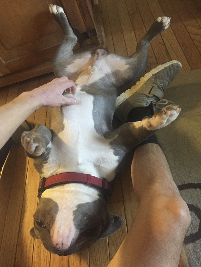 Internet Just Found Home For This Sad Shelter Dog, And His Before & After Pics Will Make Your Day Internet Just Found Home For This Sad Shelter Dog, And His Before & After Pics Will Make Your Day