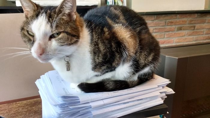 It Fits, I Sits, These Tests Are Mine!