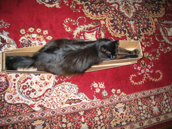 I Can Stretch My Paws And Still Lots Of Room For My Tail. It Is Obviously A Perfect Fit.