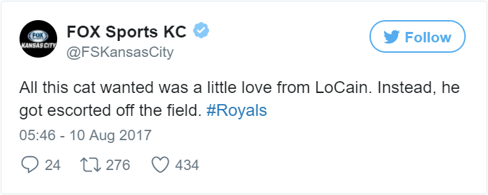 kitten-disrupts-baseball-game-busch-stadium-0 kitten-disrupts-baseball-game-busch-stadium-0