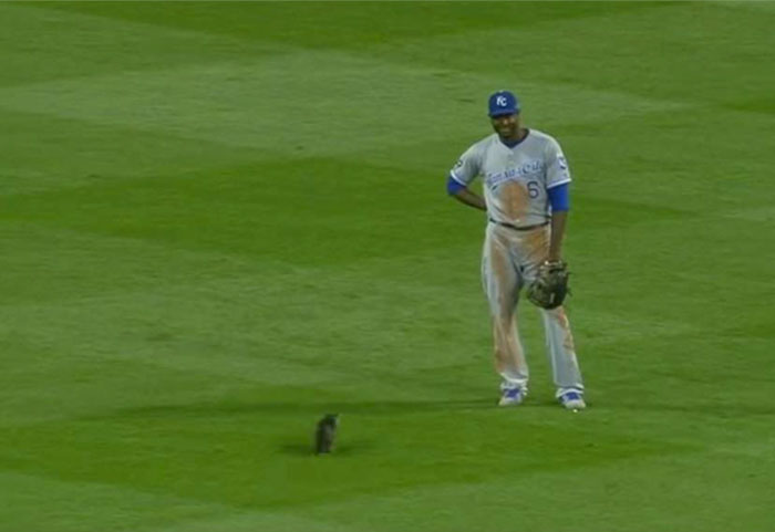 kitten-disrupts-baseball-game-busch-stadium-2