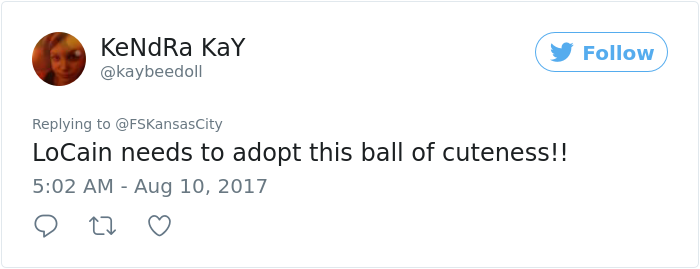 kitten-disrupts-baseball-game-busch-stadium (7) kitten-disrupts-baseball-game-busch-stadium (7)