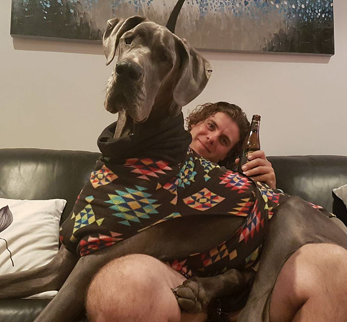 What Do You Mean I'm Not A Lapdog
