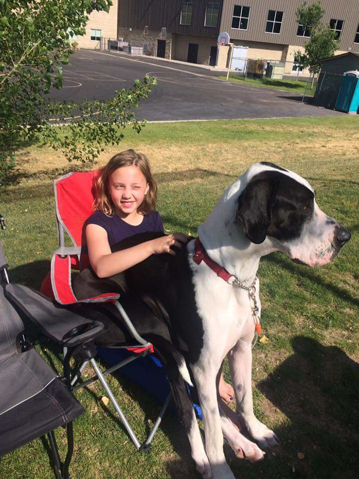 Champ Still Thinks He's A Lap Dog