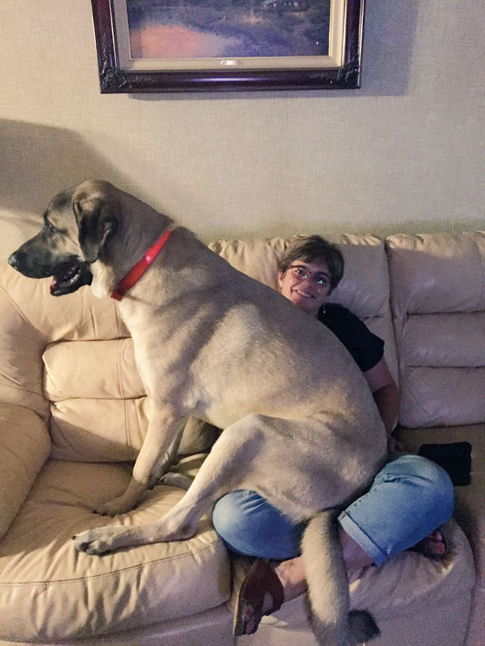 He Thinks He's A Lap Dog