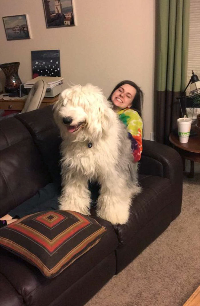 She Thinks She's A Lap Dog