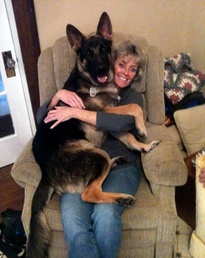 He Thinks He Is A Lap Dog