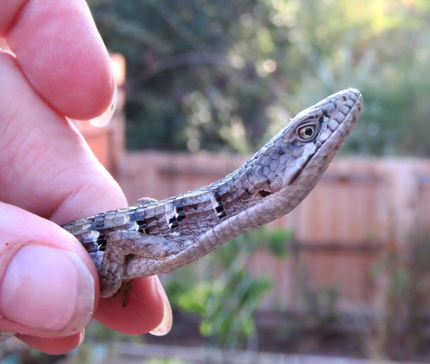 Alligator Lizard.