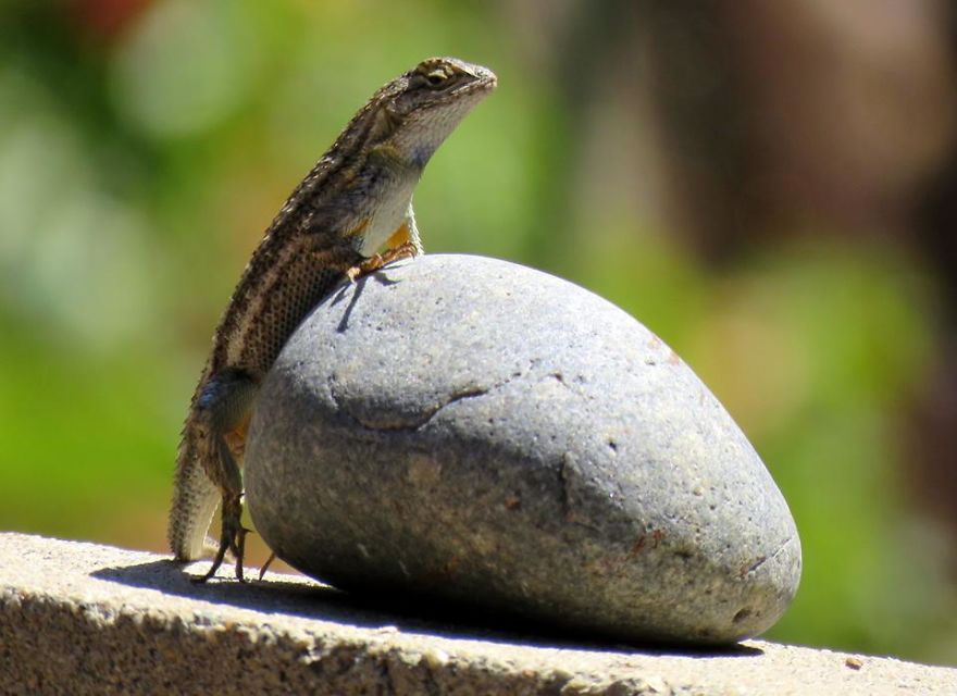 Western Fence Lizard On The Basking Rock.