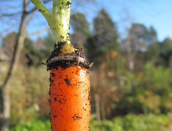 A Woman Lost Her Wedding Ring In 1995 Found It 16 Years Later When She Was Picking Carrots