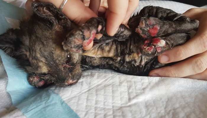 luckiest-britain-kitten-fire-burns-phoenix-2 luckiest-britain-kitten-fire-burns-phoenix-2