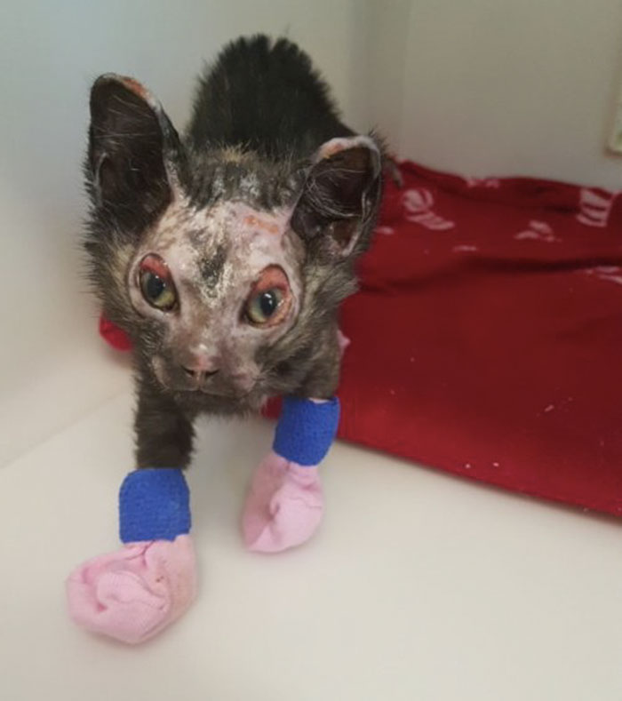 luckiest-britain-kitten-fire-burns-phoenix-3 luckiest-britain-kitten-fire-burns-phoenix-3