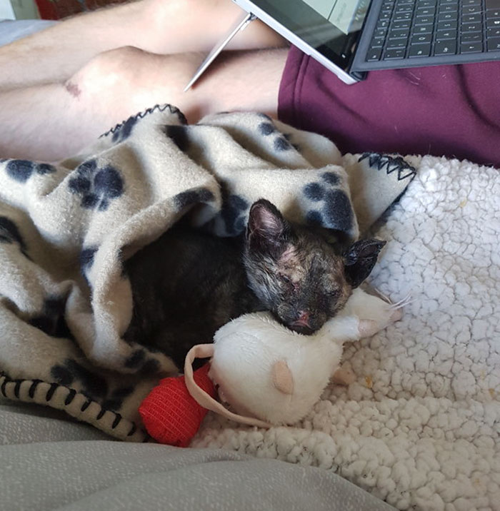 luckiest-britain-kitten-fire-burns-phoenix-4 luckiest-britain-kitten-fire-burns-phoenix-4