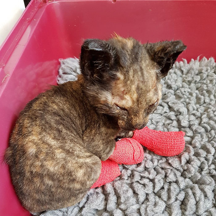 luckiest-britain-kitten-fire-burns-phoenix-6 luckiest-britain-kitten-fire-burns-phoenix-6