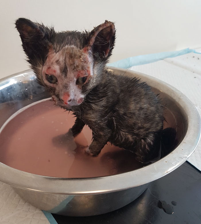 luckiest-britain-kitten-fire-burns-phoenix-7 luckiest-britain-kitten-fire-burns-phoenix-7