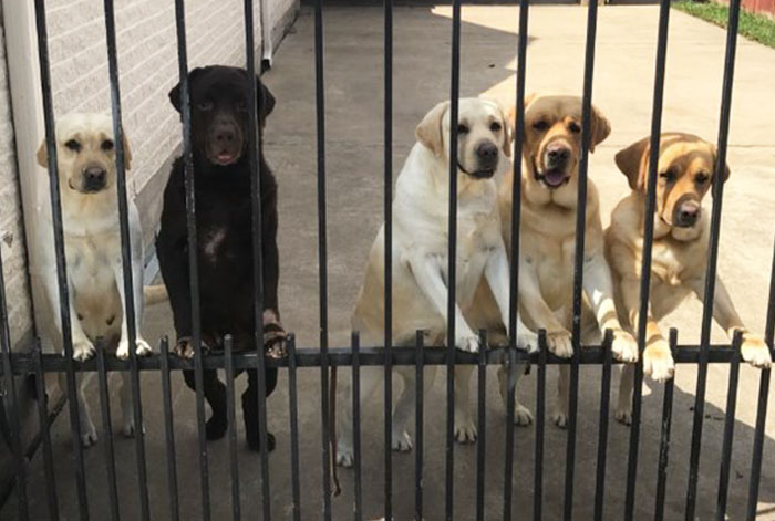 Secret Camera Captures What The New Mailman Does With Family’s Dogs When They’re Gone