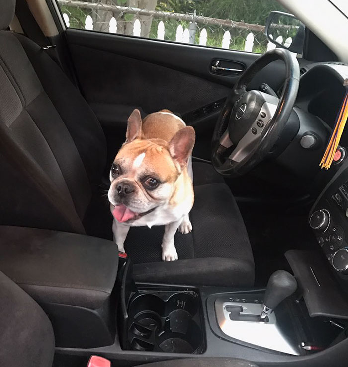 Man Builds Entire Bedroom Under Stairs For His Dog Man Builds Entire Bedroom Under Stairs For His Dog