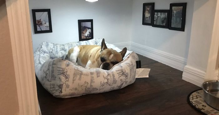 Man Builds Entire Bedroom Under Stairs For His Dog