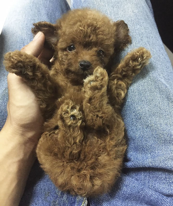 This Human Made His Dogs A Tiny Backpack So They Could Carry Their Recently Born Puppies Around