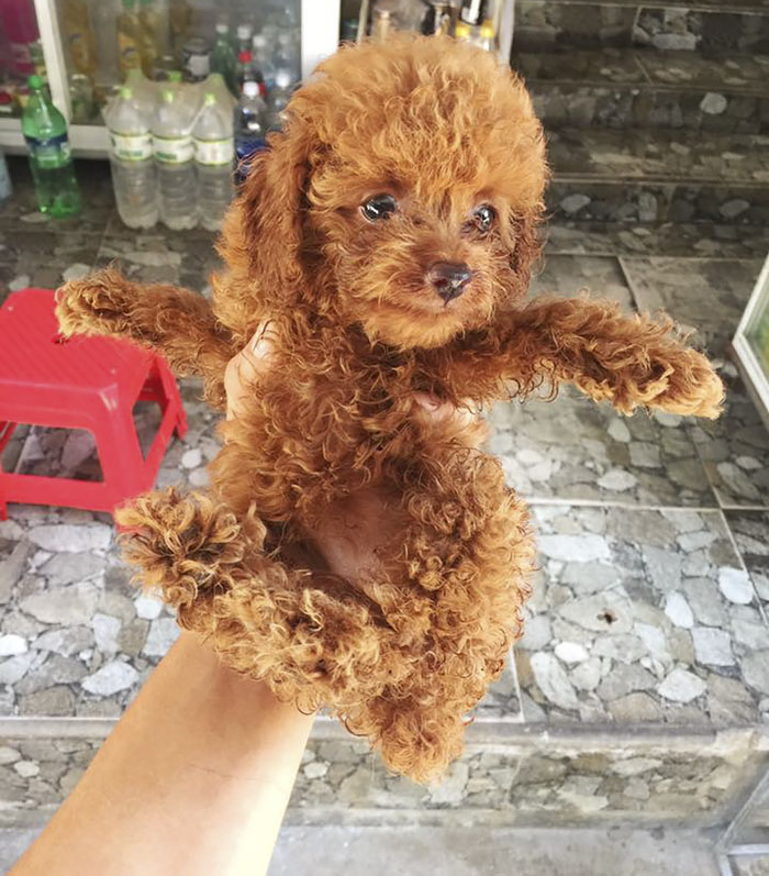 This Human Made His Dogs A Tiny Backpack So They Could Carry Their Recently Born Puppies Around This Human Made His Dogs A Tiny Backpack So They Could Carry Their Recently Born Puppies Around