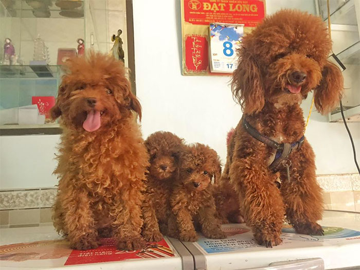 This Human Made His Dogs A Tiny Backpack So They Could Carry Their Recently Born Puppies Around This Human Made His Dogs A Tiny Backpack So They Could Carry Their Recently Born Puppies Around